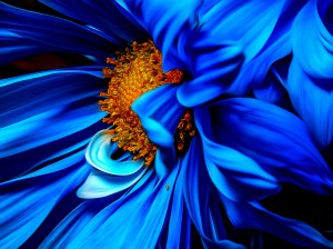 Beautiful Blue Flower_OSG